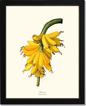Banana | Vintage Redouté's Fruit Art Print