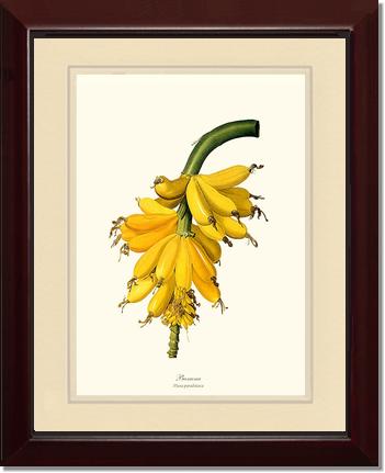 Banana | Vintage Redouté's Fruit Art Print