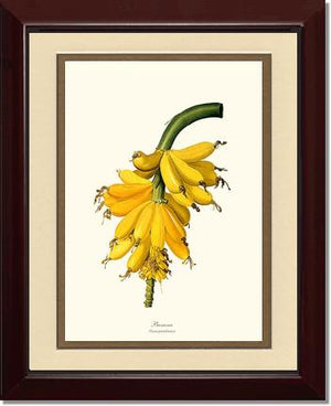 Banana | Vintage Redouté's Fruit Wall art print