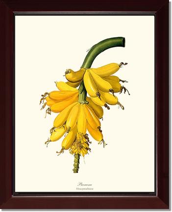 Banana | Vintage Redouté's Fruit Art Print