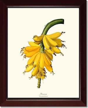 Banana | Vintage Redouté's Fruit Wall art print