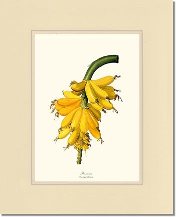 Banana | Vintage Redouté's Fruit Art Print