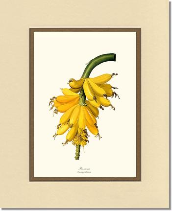 Banana | Vintage Redouté's Fruit Art Print