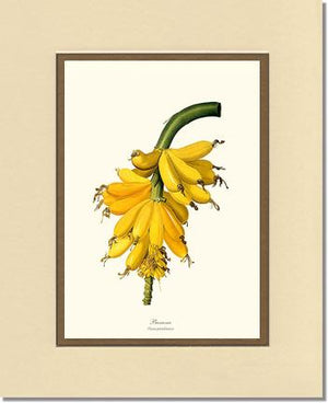 Banana | Vintage Redouté's Fruit Wall art print