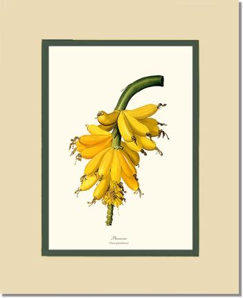 Banana | Vintage Redouté's Fruit Art Print