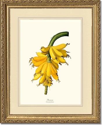 Banana | Vintage Redouté's Fruit Art Print