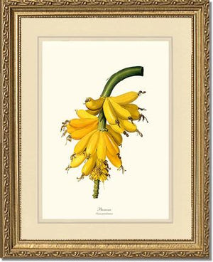 Banana | Vintage Redouté's Fruit Wall art print