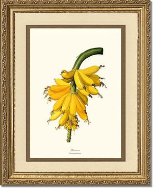 Banana | Vintage Redouté's Fruit Wall art print