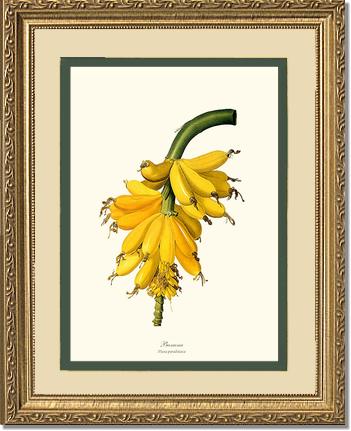 Banana | Vintage Redouté's Fruit Art Print