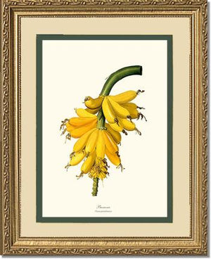 Banana | Vintage Redouté's Fruit Wall art print