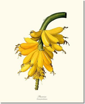 Banana | Vintage Redouté's Fruit Wall art print