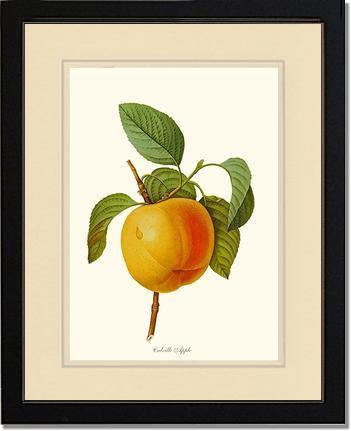 Apple, Calville - Charting Nature