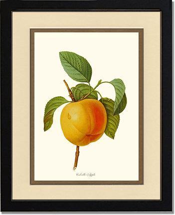 Apple, Calville - Charting Nature