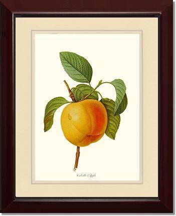 Apple, Calville - Charting Nature