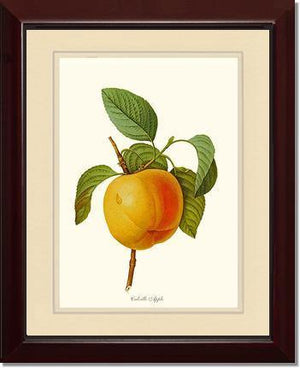 Apple, Calville - Charting Nature