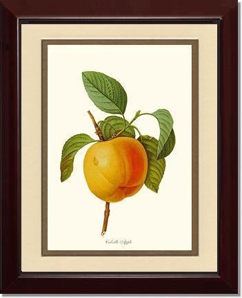 Apple, Calville - Charting Nature