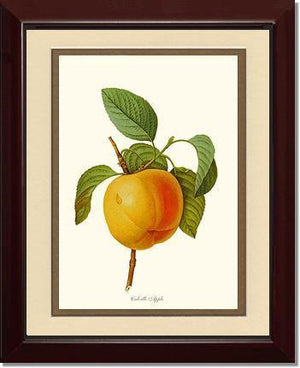 Apple, Calville - Charting Nature