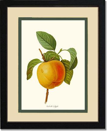 Apple, Calville - Charting Nature