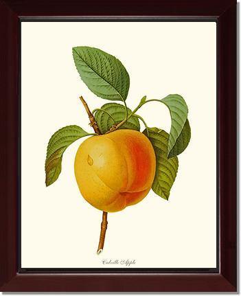Apple, Calville - Charting Nature
