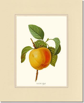 Apple, Calville - Charting Nature