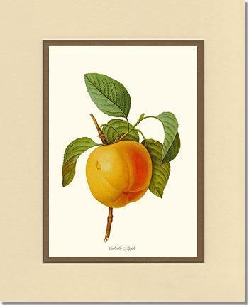 Apple, Calville - Charting Nature