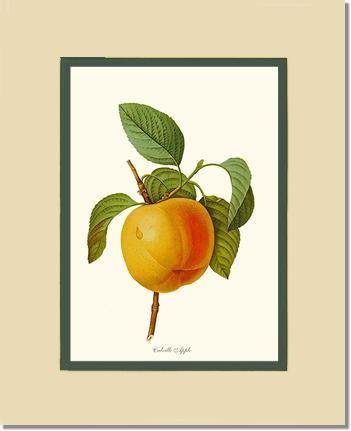 Apple, Calville - Charting Nature