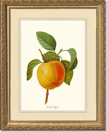 Apple, Calville - Charting Nature