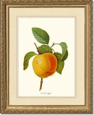 Apple, Calville - Charting Nature
