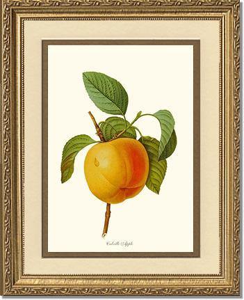 Apple, Calville - Charting Nature