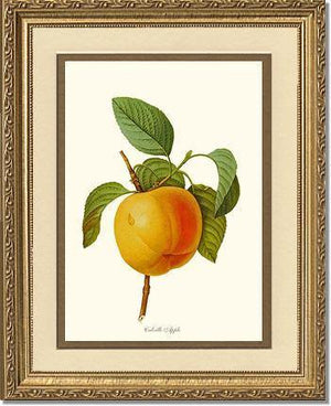Apple, Calville - Charting Nature