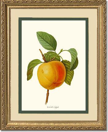 Apple, Calville - Charting Nature