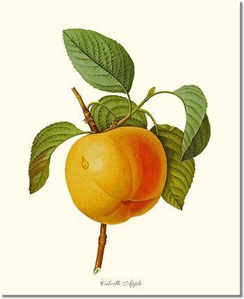 Apple, Calville - Charting Nature