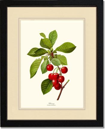 Cherry | Vintage Redouté's Fruit Art Print