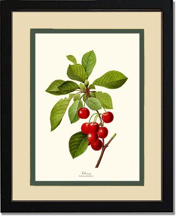 Cherry | Vintage Redouté's Fruit Art Print