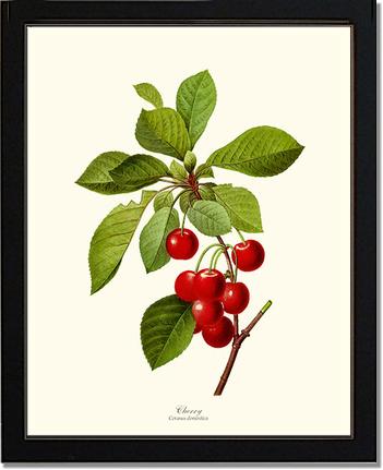 Cherry | Vintage Redouté's Fruit Art Print