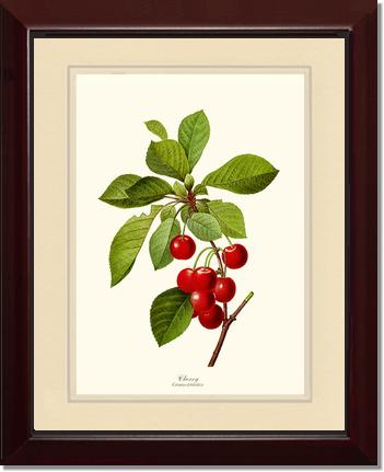 Cherry | Vintage Redouté's Fruit Art Print