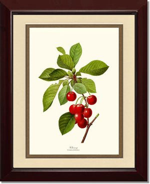 Cherry | Vintage Redouté's Fruit Wall art print