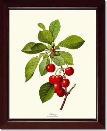 Cherry | Vintage Redouté's Fruit Art Print