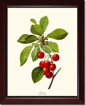 Cherry | Vintage Redouté's Fruit Wall art print