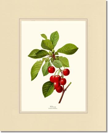 Cherry | Vintage Redouté's Fruit Art Print