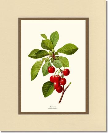 Cherry | Vintage Redouté's Fruit Art Print