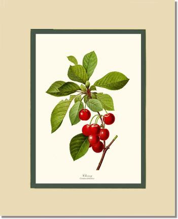 Cherry | Vintage Redouté's Fruit Art Print