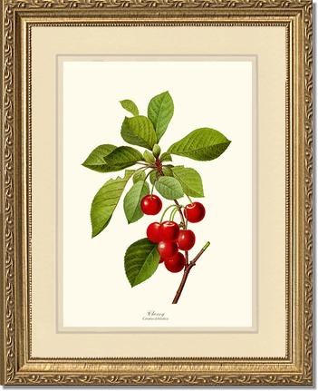 Cherry | Vintage Redouté's Fruit Art Print