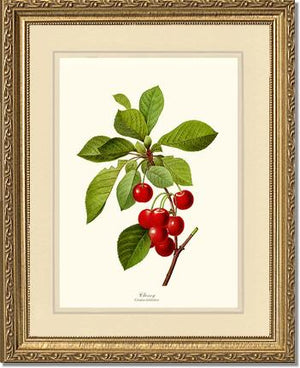 Cherry | Vintage Redouté's Fruit Wall art print