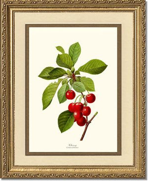 Cherry | Vintage Redouté's Fruit Wall art print