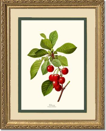 Cherry | Vintage Redouté's Fruit Art Print
