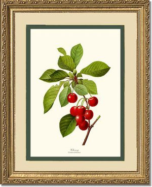 Cherry | Vintage Redouté's Fruit Wall art print