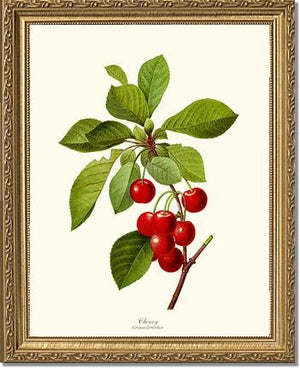 Cherry | Vintage Redouté's Fruit Wall art print