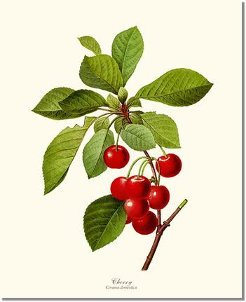 Cherry | Vintage Redouté's Fruit Wall art print