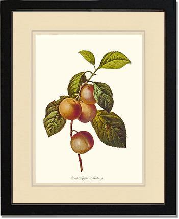 Apple, Crab - Charting Nature